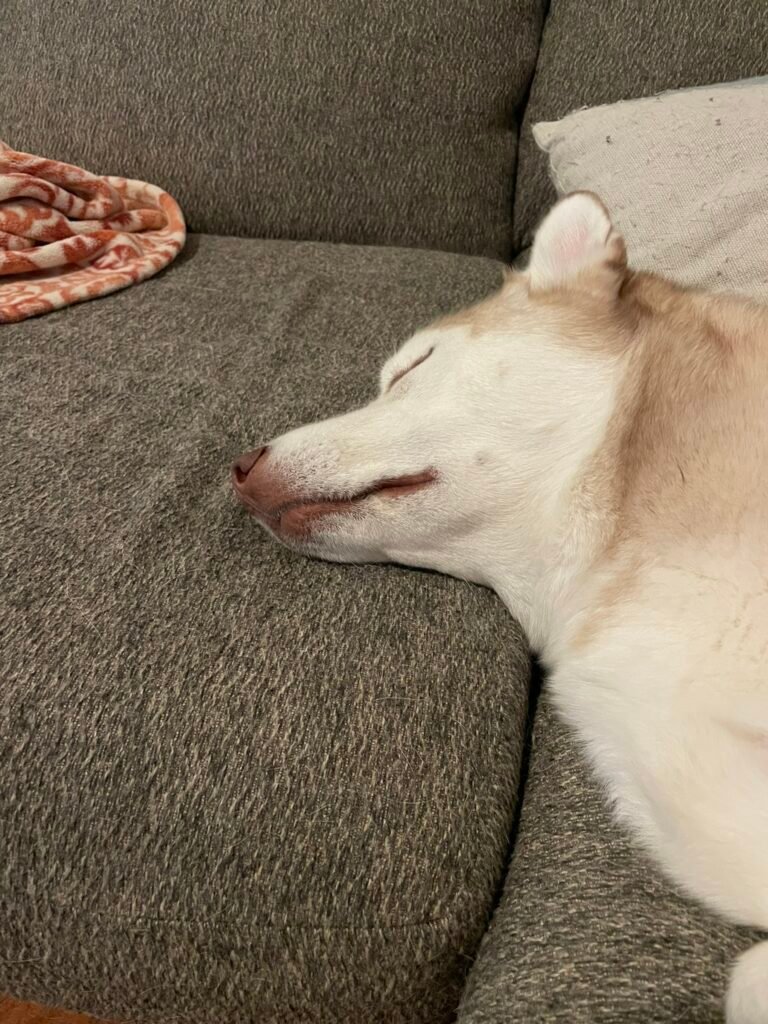 sleeping dog